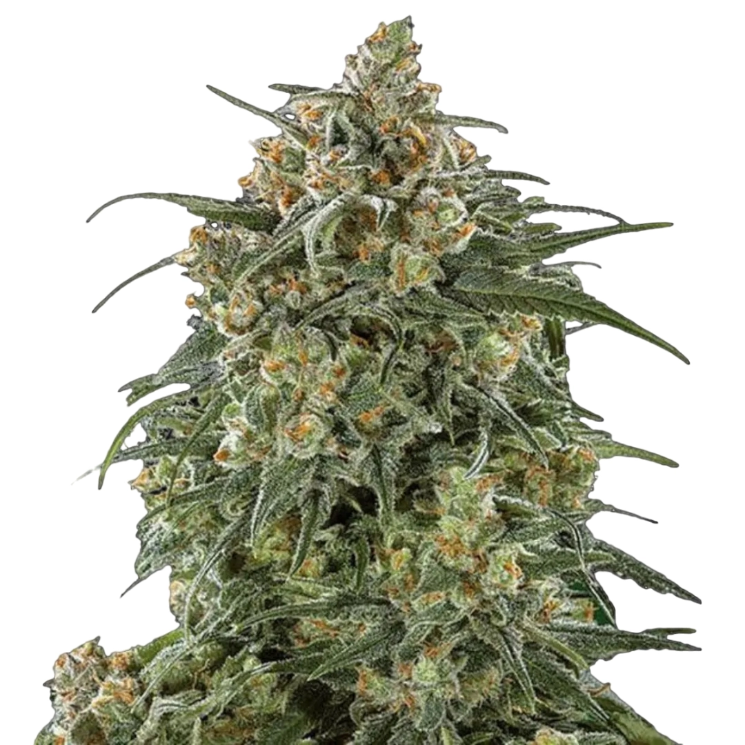 Sherbet – Tyrol Seeds – Triploid