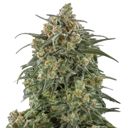 Sherbet Cannabisblüte – gewachsen aus Triploid Hanfsamen von Tyrol Seeds