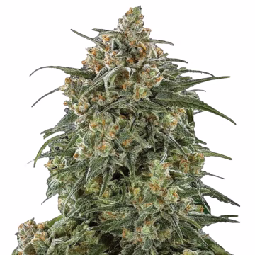 Sherbet Cannabisblüte – gewachsen aus Triploid Hanfsamen von Tyrol Seeds