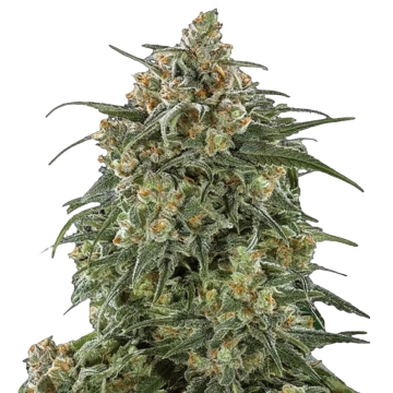 Sherbet Cannabisblüte – gewachsen aus Triploid Hanfsamen von Tyrol Seeds