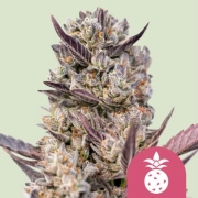 Tropicana Cookies Purple Cannabisblüte – gewachsen aus Feminisierte Hanfsamen von Royal Queen Seeds