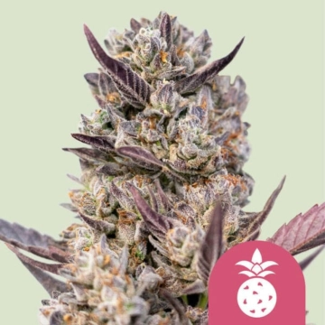 Tropicana Cookies Purple Cannabisblüte – gewachsen aus Feminisierte Hanfsamen von Royal Queen Seeds