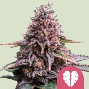 Pink Mist Cannabisblüte – gewachsen aus Feminisierte Hanfsamen von Royal Queen Seeds