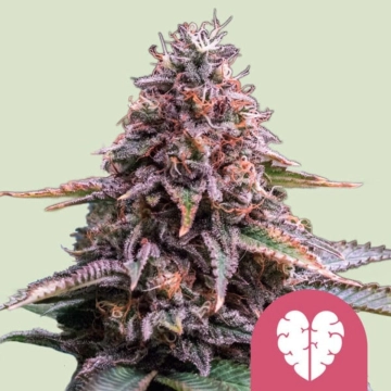 Pink Mist Cannabisblüte – gewachsen aus Feminisierte Hanfsamen von Royal Queen Seeds
