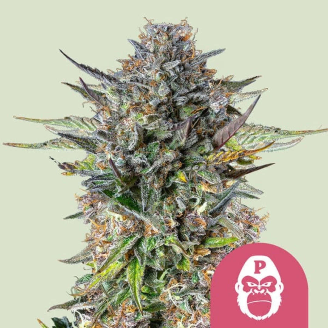 Pink Gorilla – Royal Queen Seeds – Feminisiert