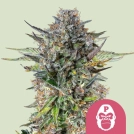 Pink Gorilla Cannabisblüte – gewachsen aus Feminisierte Hanfsamen von Royal Queen Seeds