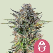Pink Gorilla Cannabisblüte – gewachsen aus Feminisierte Hanfsamen von Royal Queen Seeds