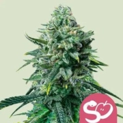 Forbidden Fruit Cannabisblüte – gewachsen aus Feminisierte Hanfsamen von Royal Queen Seeds