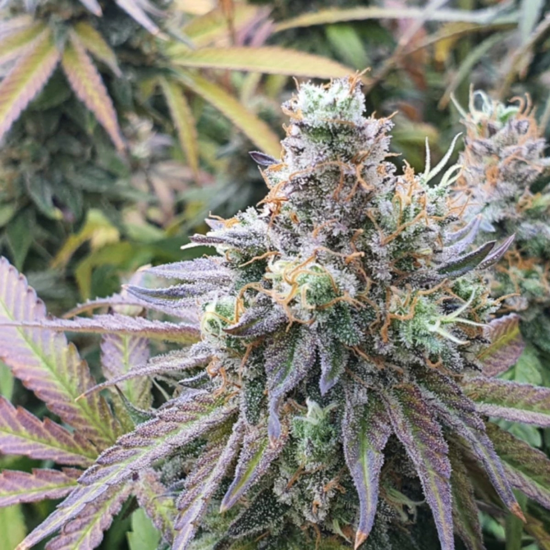CBD Charlotte's Angel – Dutch Passion – Feminisiert