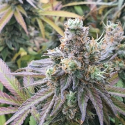 CBD Charlotte's Angel – Dutch Passion – Feminisiert