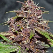 CBD Auto Blackberry Kush Cannabisblüte – gewachsen aus Automatic Hanfsamen von Dutch Passion