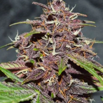 CBD Auto Blackberry Kush Cannabisblüte – gewachsen aus Automatic Hanfsamen von Dutch Passion