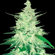 CBD Auto 1:1 (CBD Crack) Cannabisblüte – gewachsen aus Automatic Hanfsamen von FastBuds Seeds