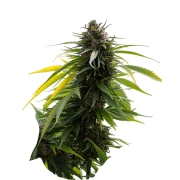 Sherbert 3n Cannabisblüte – gewachsen aus Triploid Hanfsamen von Tyrol Seeds