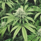 COOKIEZ Cannabisblüte – gewachsen aus Triploid Hanfsamen von Tyrol Seeds
