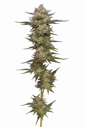Donutz Triploid Cannabisblüte – gewachsen aus Triploid Hanfsamen von Tyrol Seeds