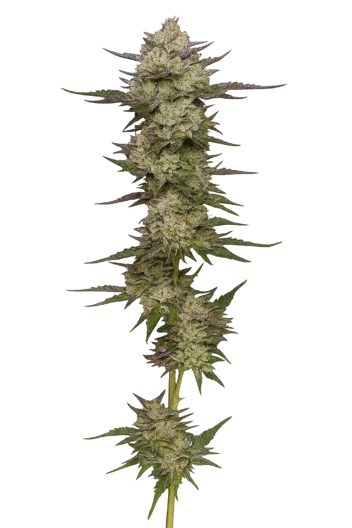 Donutz Triploid – Tyrol Seeds – Triploid