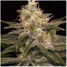 Chocolopez Feminized Seeds BlimBurn Seeds