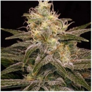 Chocolopez Feminized Seeds BlimBurn Seeds