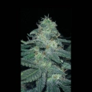 BC Diesel Feminized Seeds BlimBurn Seeds