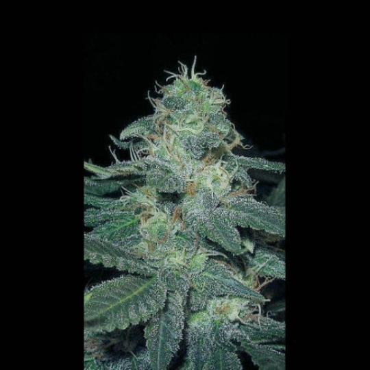 BC Diesel – BlimBurn Seeds – Feminisiert