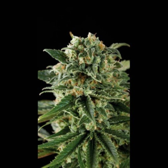 Critical Automatic – BlimBurn Seeds – Autoflowering