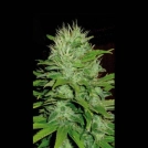 Mango Feminized Seeds BlimBurn Seeds