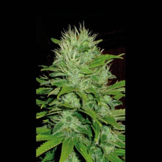 Mango – BlimBurn Seeds – Feminisiert