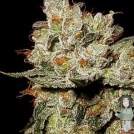 OG