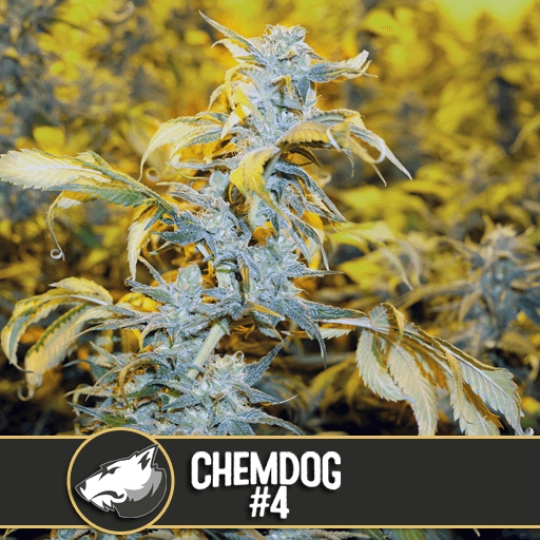 Chemdog #4 – BlimBurn Seeds – Feminisiert