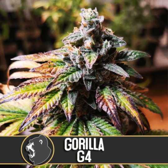 Gorilla Glue #4 – BlimBurn Seeds – Feminisiert