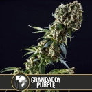Grandaddy Purple Feminized Seeds BlimBurn Seeds