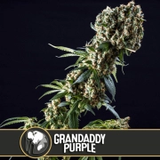 Grandaddy Purple Feminized Seeds BlimBurn Seeds