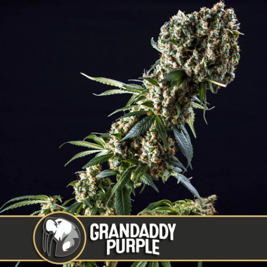 Grandaddy Purple – BlimBurn Seeds – Feminisiert