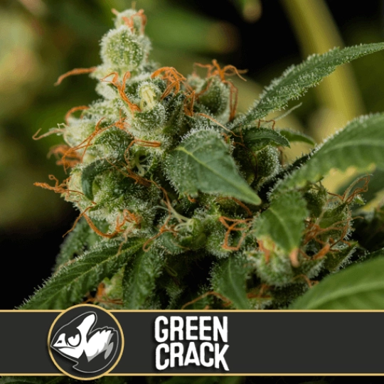 Green Crack – BlimBurn Seeds – Feminisiert