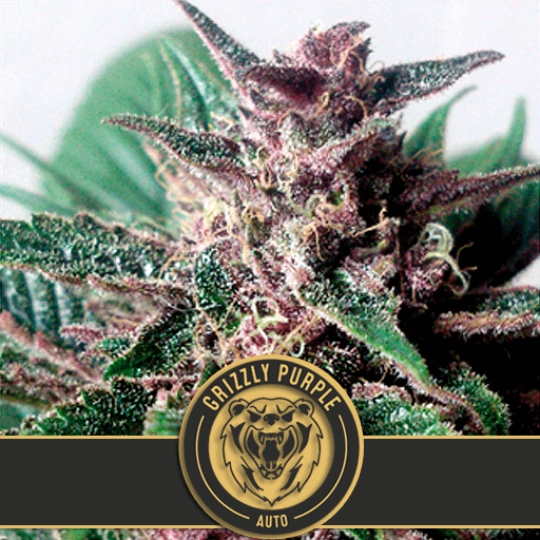 Grizzly Purple Auto – BlimBurn Seeds – Autoflowering