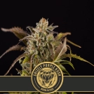 Grizzly Purple Kush Feminized Seeds BlimBurn Seeds