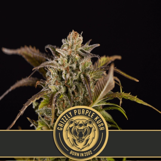 Grizzly Purple Kush – BlimBurn Seeds – Feminisiert