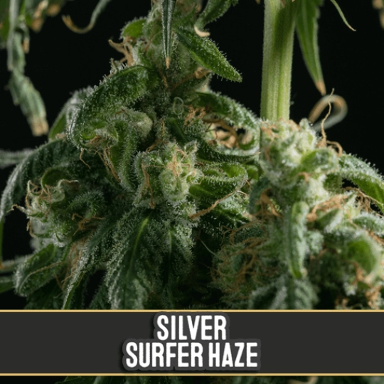 Silver Surfer Haze – BlimBurn Seeds – Feminisiert