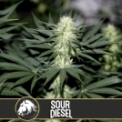 Sour Diesel Feminized Seeds BlimBurn Seeds