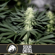 Sour Diesel Feminized Seeds BlimBurn Seeds