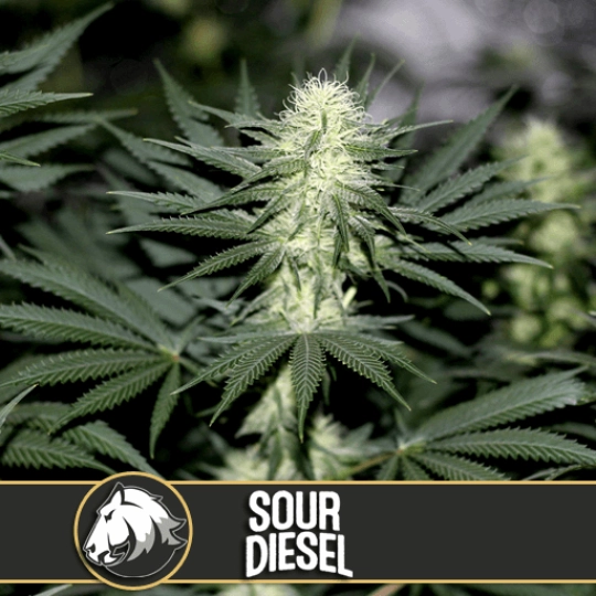 Sour Diesel – BlimBurn Seeds – Feminisiert