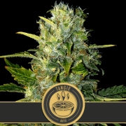 Tangie Auto Feminized Seeds BlimBurn Seeds