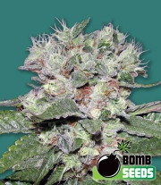 CBD Bomb Feminized Seeds Bomb Seeds