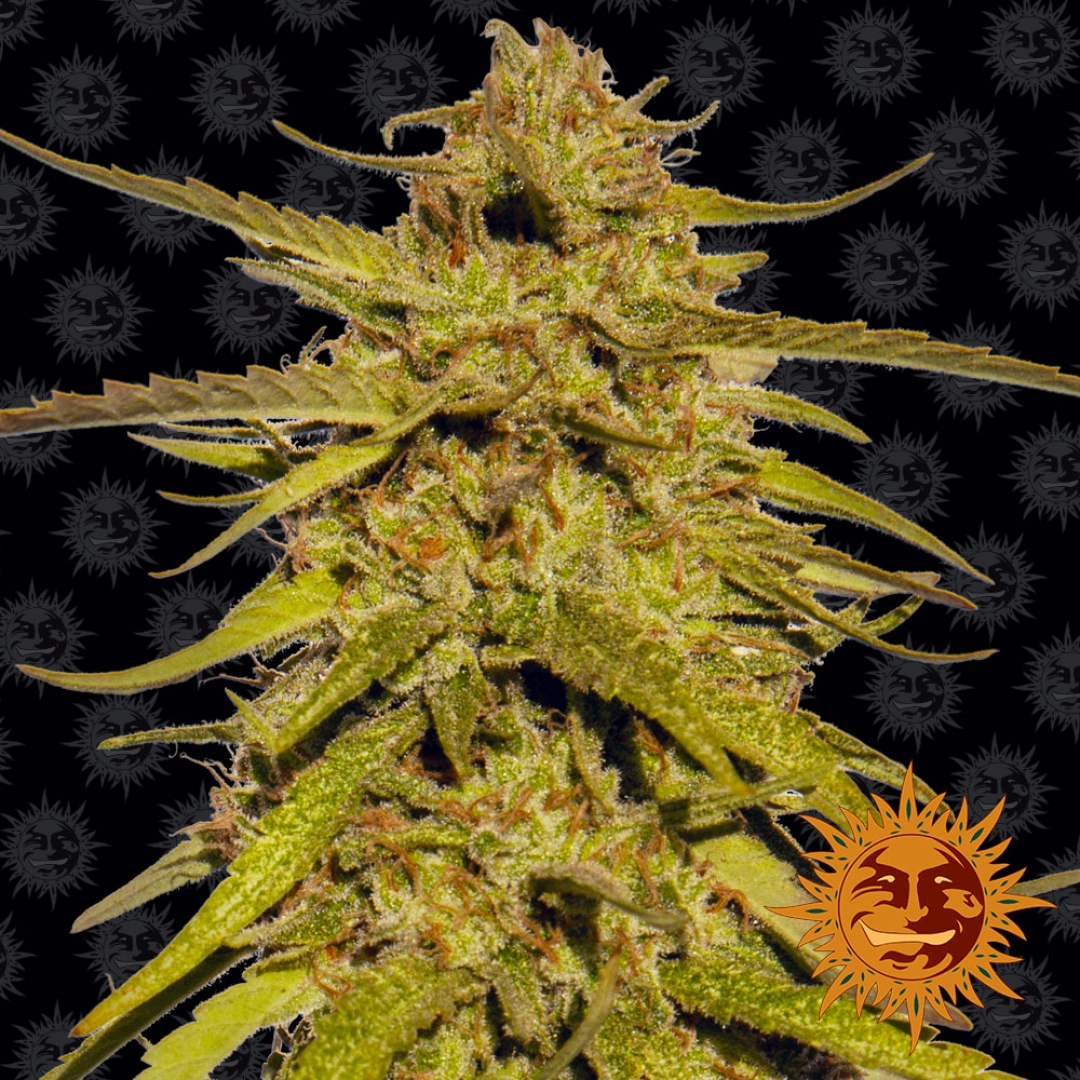 Pineapple Haze – Barneys Farm – Regulär