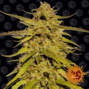 Pineapple Haze Regular Seeds Barneys Farm