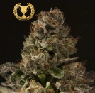 Strawberry Sour Diesel Feminized Seeds Devils Harvest