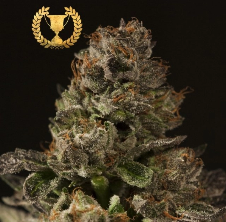 Strawberry Sour Diesel – Devils Harvest – Feminisiert