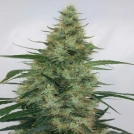 LIMITED EDITION Super Panama Haze Feminized Seeds Ace Seeds