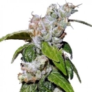 LIMITED EDITION Green Haze 19 A5 Feminized Seeds Ace Seeds